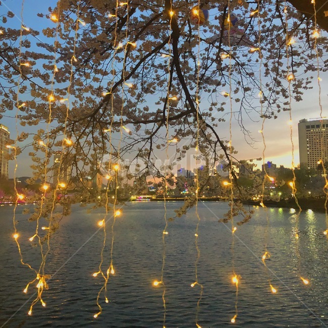 호수,빛,꼬마전구,lake,light,나무,분위기,석촌호수
