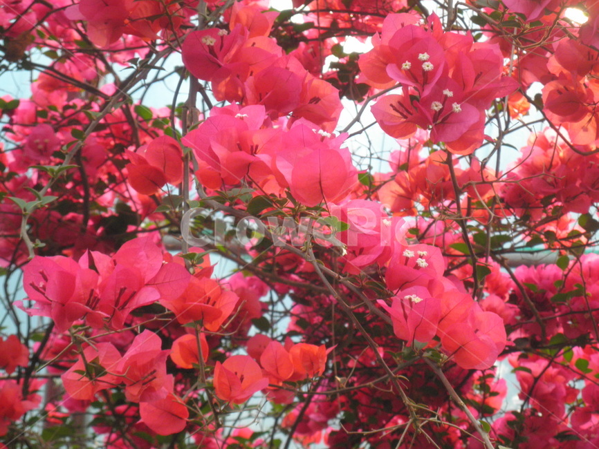 꽃,분홍색,여름,감성,식물,식물,자연,plants,nature,꽃,flower