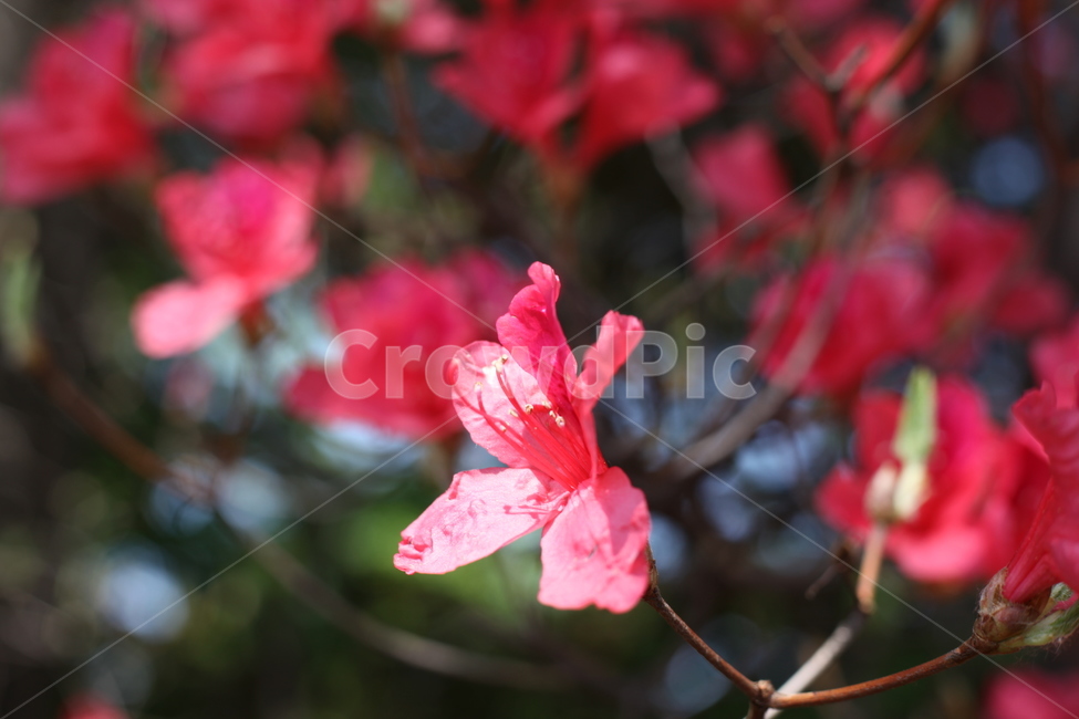 꽃,봄,철쭉,빨강,햇빛,햇살,sunlight,flower,spring,따스함,따뜻함,봄,계절,spring,season,식물,자연,plants,nature,꽃,flower,plant,blossom,geranium,제라늄
