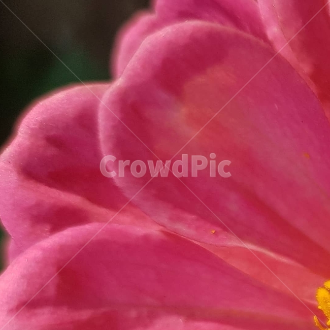 백일홍,초롱꽃목,국화과,한해살이풀,꽃,flower,식물도감,beautiful,zinniaelegans,개량,식물,순수,pure,감성,꽃줄기,총포조각,7월,순결,핑크,퍼플,속씨식물,쌍떡잎,들꽃,illustrated plant book,꽃잎,내화피,암술,꽃밥,화관,갈래꽃,통꽃,수분,花冠,petal,內花被,외화피,꽃가루,충매화,돌려나기,방사대칭,양성화,화엽,꽃대,노란꽃,노란색,pink,plant,식물,자연,plants,nature,꽃,flower