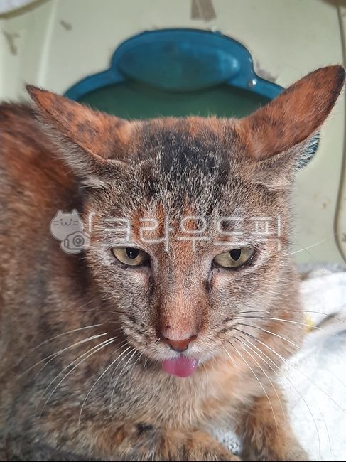 고양이,고양이혀,암고양이,귀여운고양이,혀고양이