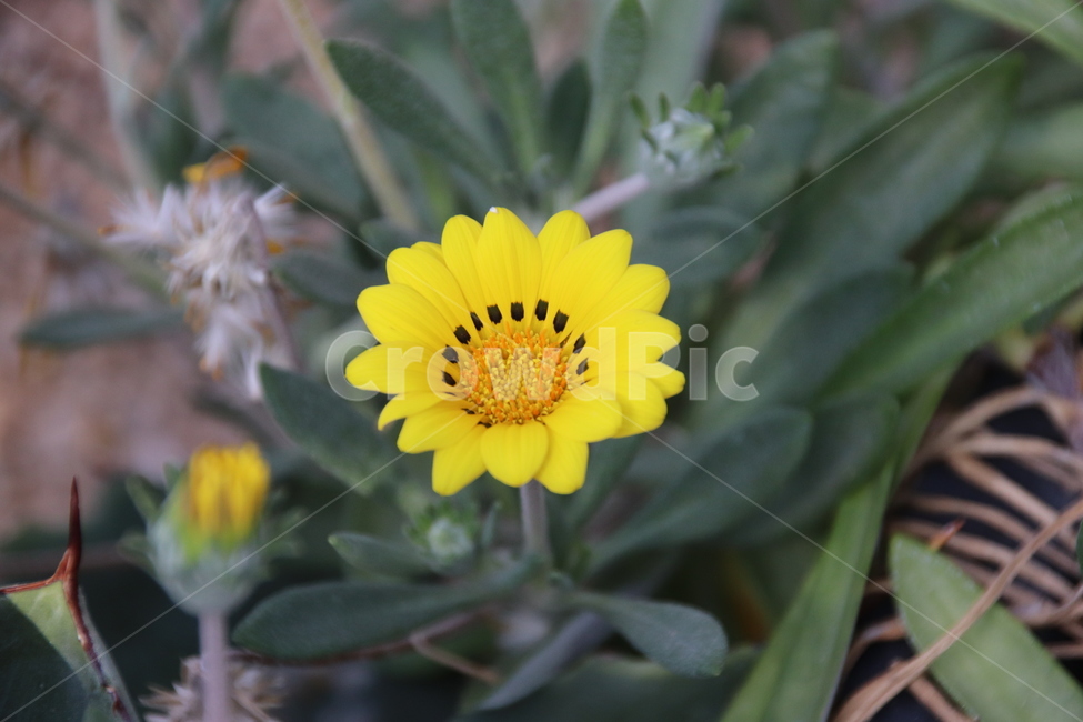 꽃,자연,선인장,수목원,풍경,식물,자연,plants,nature,꽃,flower