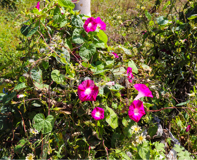 blossom,plant,식물,flower,꽃,나팔꽃,morningglory,식물,자연,plants,nature,꽃,flower