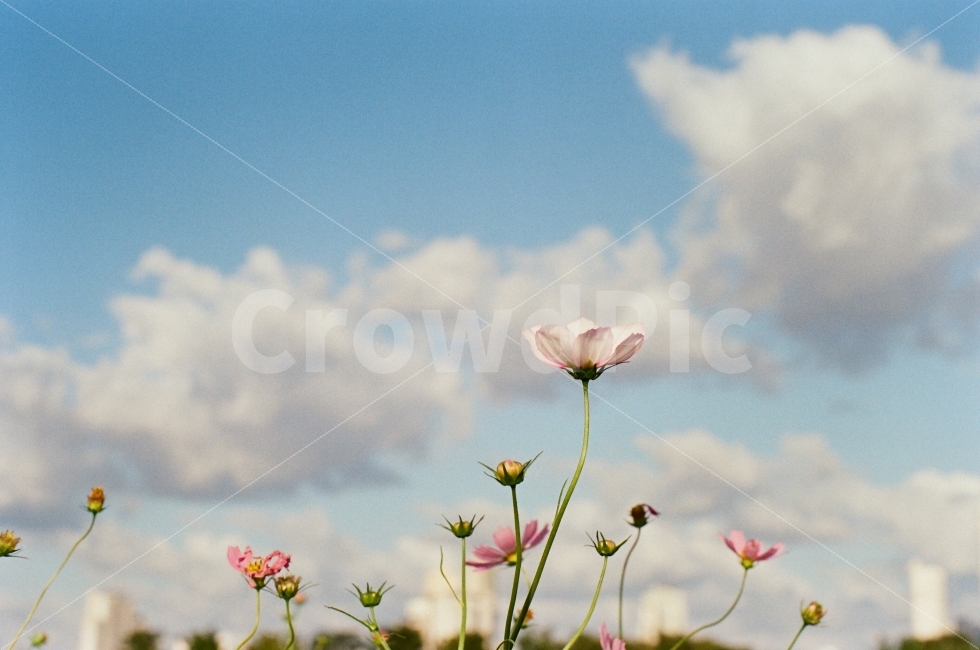 하늘,가을,코스모스,감성,구름,가을,계절,fall,autumn,season,식물,자연,plants,nature,꽃,flower,감성,sensible,feeling,plant