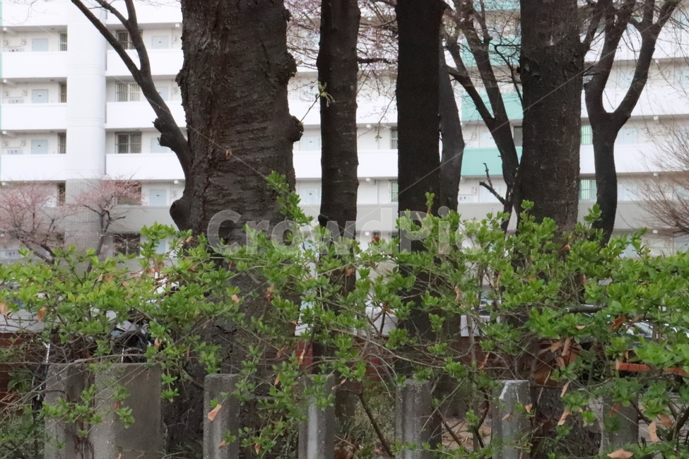 나무,아파트단지,식물,자연,배경,식물,자연,plants,nature