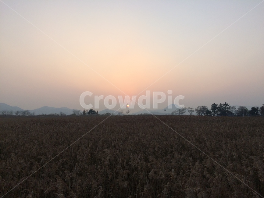갈대,순천만,순천만일몰,해질녘,풍경,겨울,sunset,scenery,korea