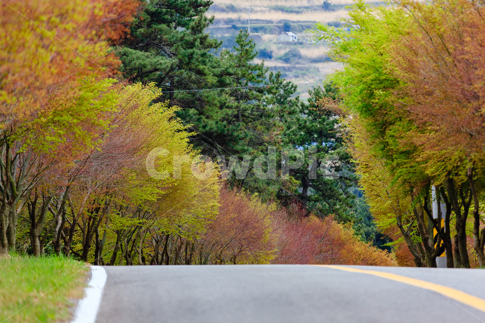 도로,나무,숲,농촌,풍경,가을,가을,계절,fall,autumn,season,자연,풍경,nature,landscape,plant,식물,tree,asphalt,아스팔트,road,fir,전나무