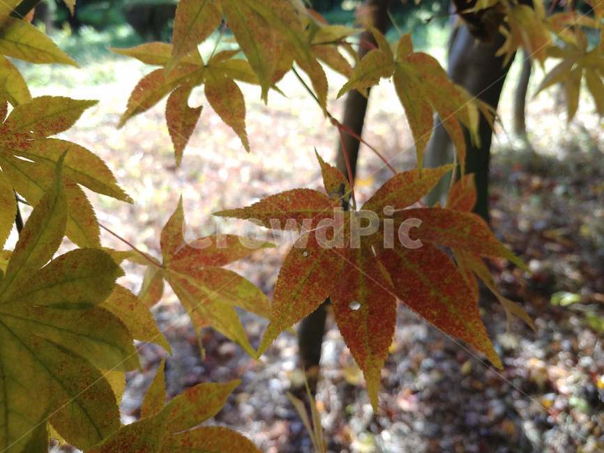 가을단풍,가을,엽록소,식물,leaf,잎,tree,나무,maple,단풍,가을,계절,fall,autumn,season