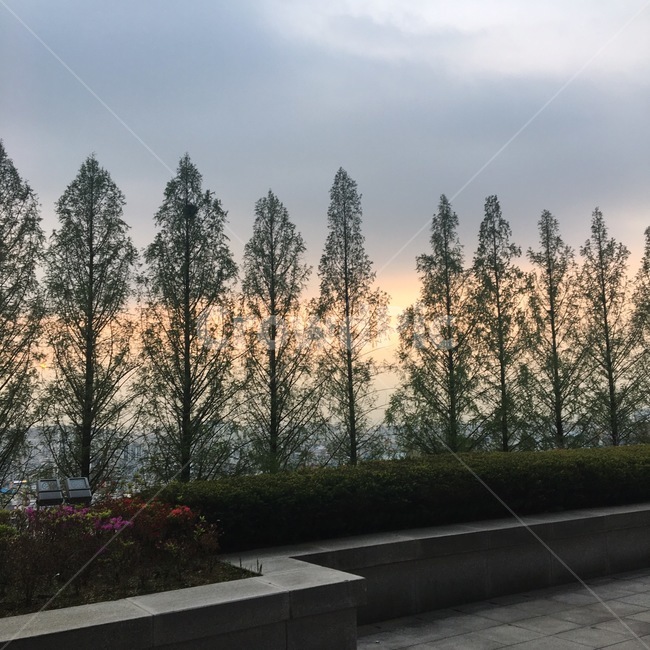 노을,나무,하늘,풍경,해질녘