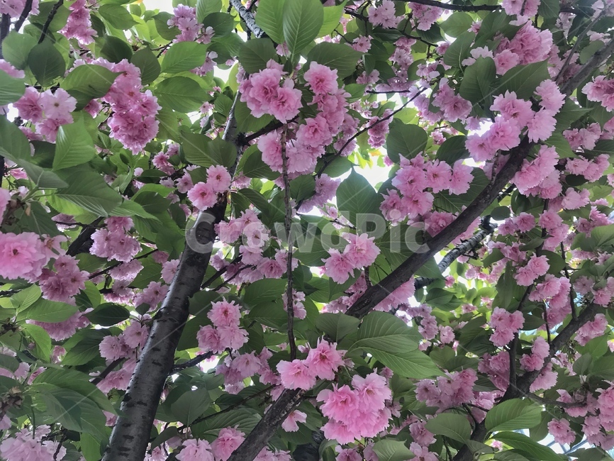 겹벚꽃,봄,꽃,분홍색,핑크