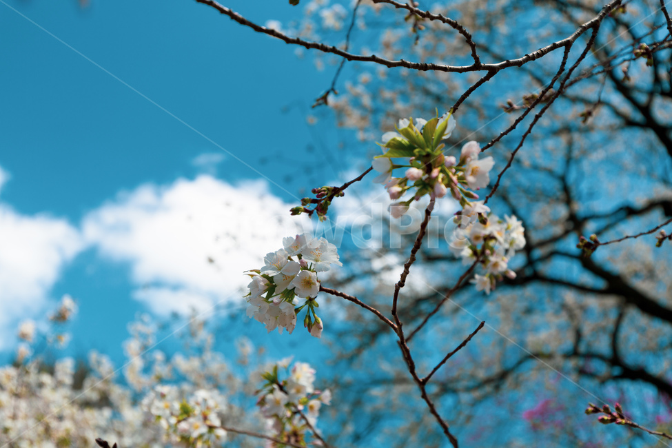 봄,꽃,벚꽃,꽃놀이,공원,봄,계절,spring,season,식물,자연,plants,nature,꽃,flower,plant