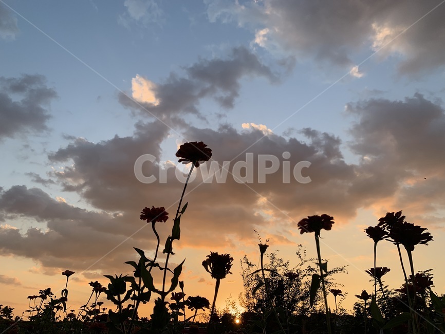 nature,자연,cloud,sky,하늘,구름,적운,꽃,식물,자연,plants,nature,꽃,flower
