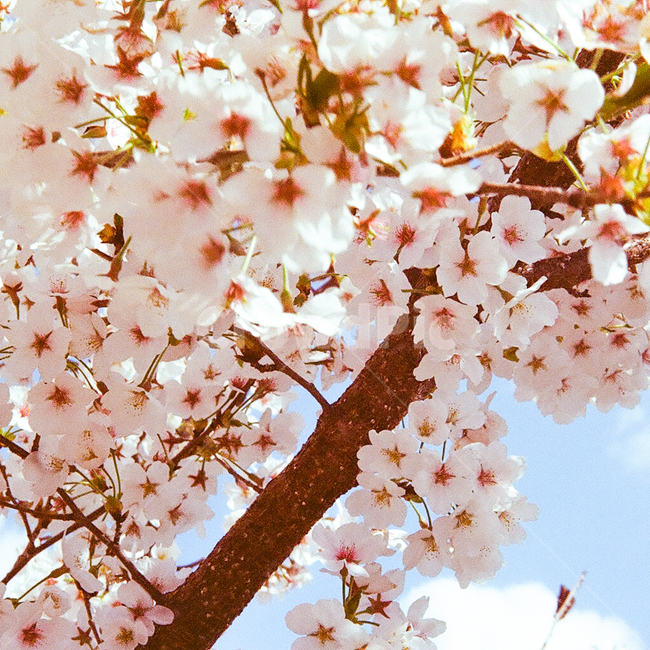 벚꽃,벚꽃놀이,cherryblossom,봄,spring,봄감성,꽃,blossom,flower