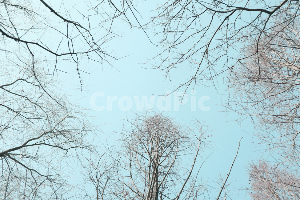 식물,plant,tree,나무,하늘