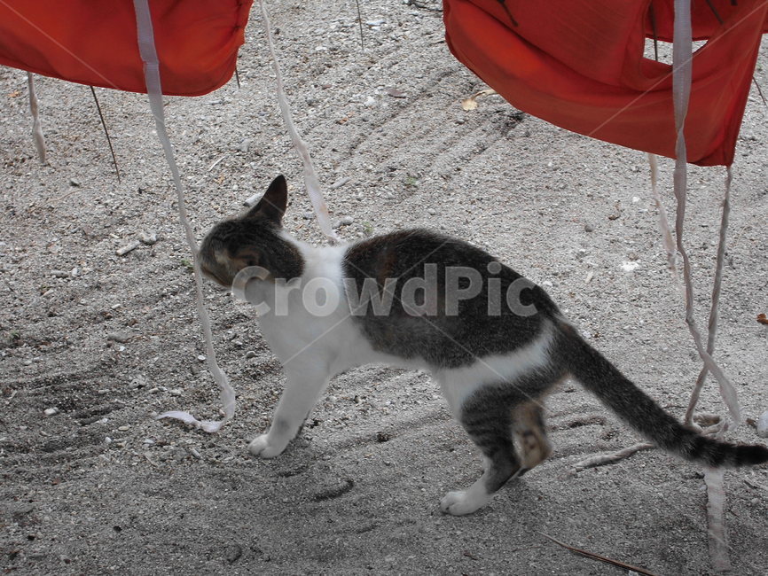 고양이,냥냥,고양님,캣,동물,동물,animal,포유류,mammal,고양이,cat,kitten,kitty