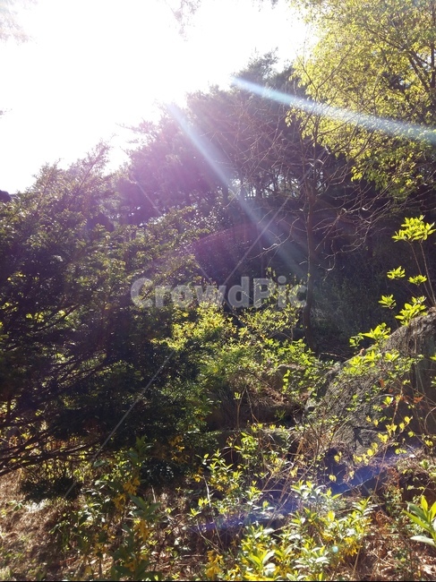 오후,석양,산사,빛비춤,태양,강렬함,봄,자연,풍경,nature,landscape,휴식,힐링,rest,relaxation,healing,light,빛,flare,플레어,sunlight,햇빛