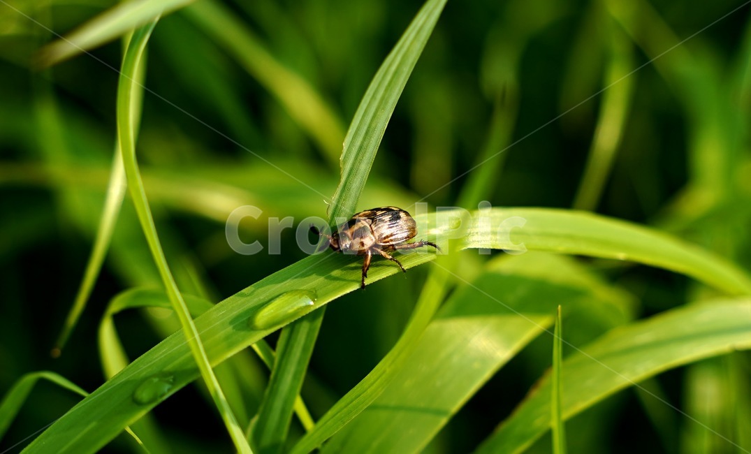 딱정벌레,이슬,숲,곤충,자연,벌레,풀,곤충,벌레,insect,bug