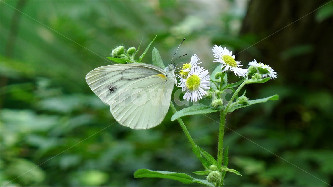 꽃,나무,나비,자연,식물,식물,자연,plants,nature,꽃,flower,동물,animal,곤충,벌레,insect,bug