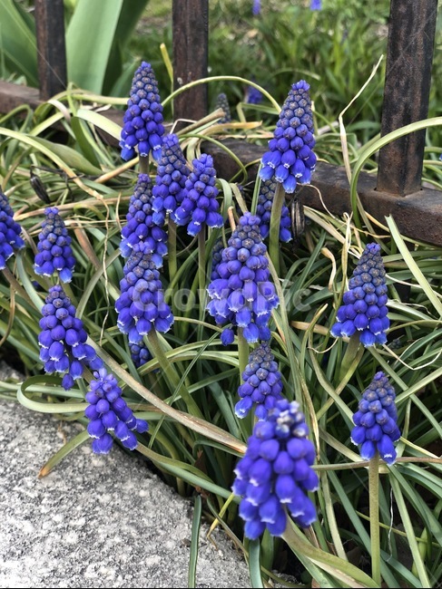 봄,꽃,방울꽃,파란꽃,flower,plant,spring,식물,풀,nature,자연