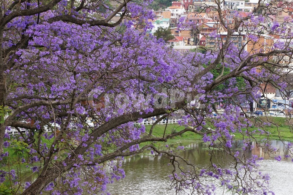 꽃,나무,보라색꽃,자카란다,flower,호수,외국풍경,자연,식물,nature,trees,green,world,wood,purple,식물,자연,plants,nature,꽃,flower