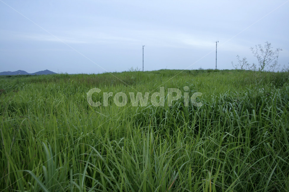 식물,flower,plants,nature,꽃,꽃봉오리,공원,초록,바람,자연,풍경,nature,landscape,grassland,목초지,outdoors,옥외,field,들,plant,grass,잔디