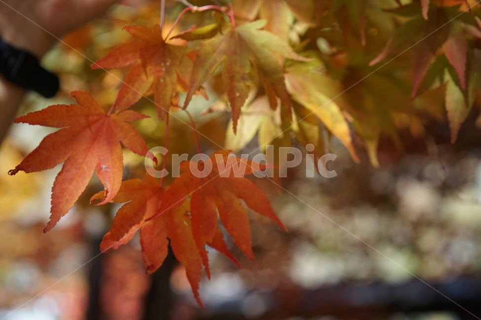 단풍,가을,낙엽,fall,autumn,단풍나무,가을,계절,fall,autumn,season,식물,자연,plants,nature,plant,leaf,잎,tree,나무