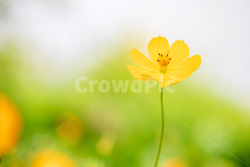 코스모스,가을꽃,flower,꽃,노랑색꽃,plant,식물,식물,자연,plants,nature,꽃,flower