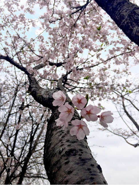 벚꽃,식물,나무,봄,비,하늘,rain,cherryblossom,tree,spring,plants,streets,road,sky,rainyday,봄,계절,spring,season,plant