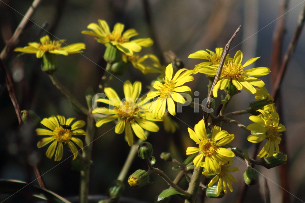 털머위,꽃,식물,야생화,leopardplant,식물,자연,plants,nature,꽃,flower