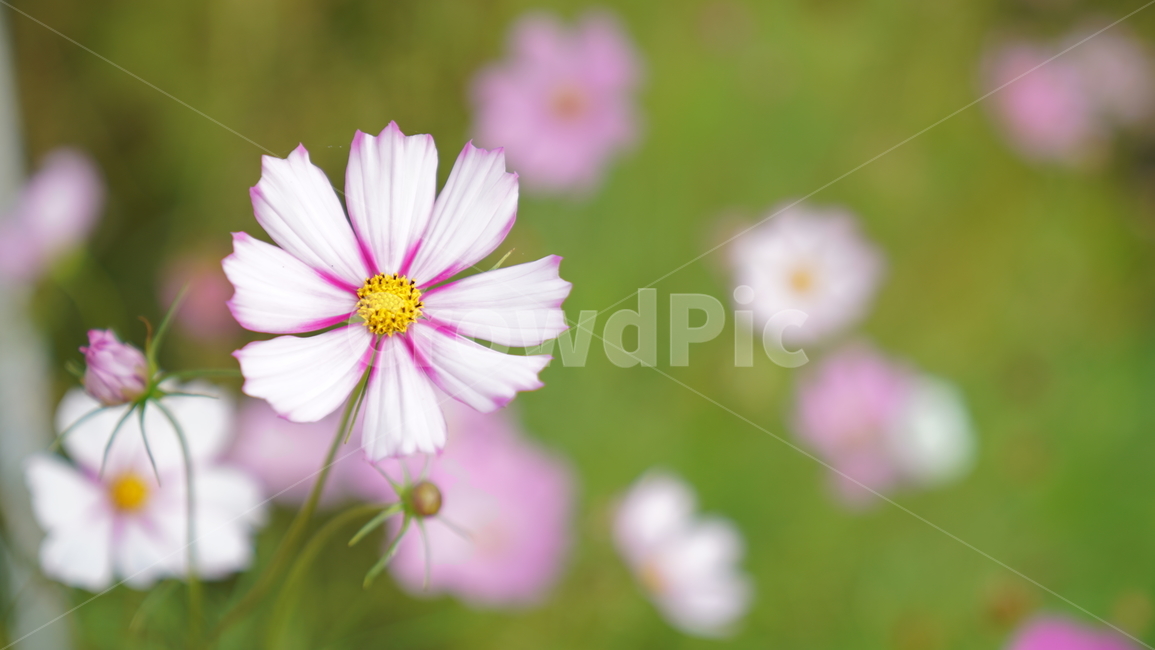 코스모스,꽃,자연,식물,계절,바탕화면,flower,nature
