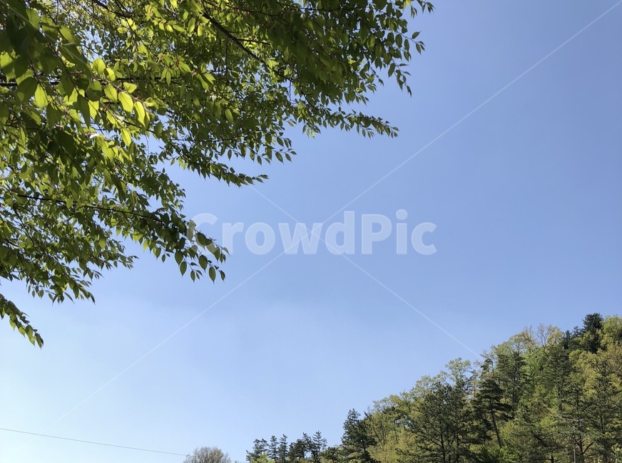 나무,풀,자연,하늘,풍경,파란하늘,tree,식물,plant,treetrunk