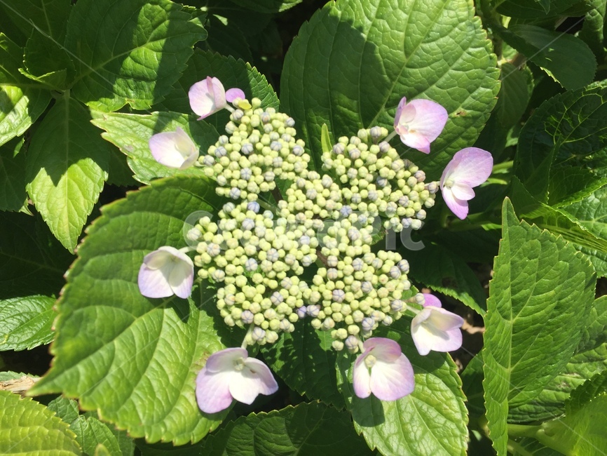 plant,식물,blossom,꽃,flower