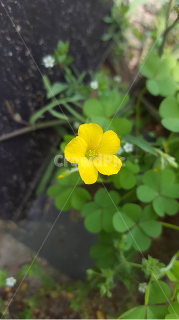 꽃,flower,근접,생화,야생화