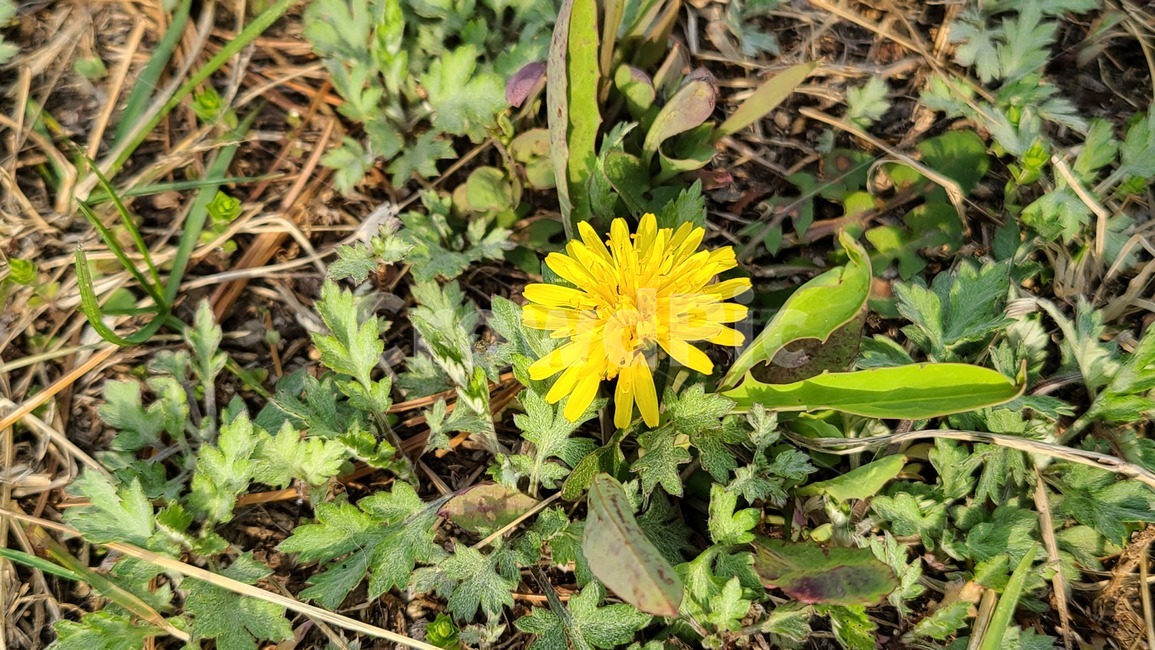 꽃,풀,민들레,flower,plant,식물,들꽃,야생화,봄,봄꽃,노란,노란색,yellow