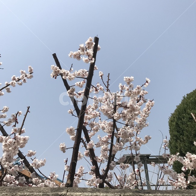 벚꽃,꽃,flower,봄,cherryblossoms,봄,계절,spring,season,식물,자연,plants,nature,꽃,flower,plant,blossom,cherry blossom