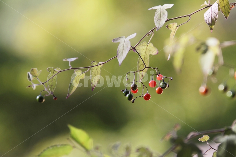 식물사진,자연사진,배풍등,열매사진,감성사진,가을사진,단풍사진,식물,자연,plants,nature,과일,열매,fruit,감성,sensible,feeling