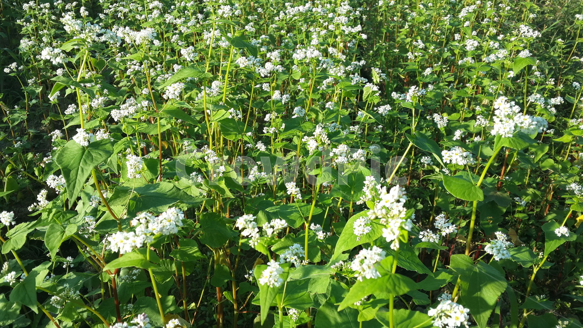 메밀,메밀꽃,autumn,fall,가을,시골,buckwheat,식물,자연,plants,nature,꽃,flower