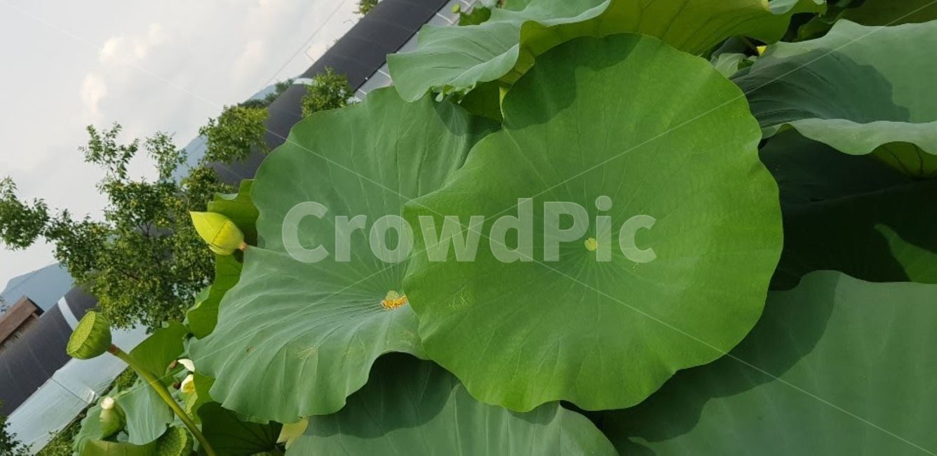 봉우리,연꽃,연잎,plant,식물,green,초록,식물,자연,plants,nature,꽃,flower