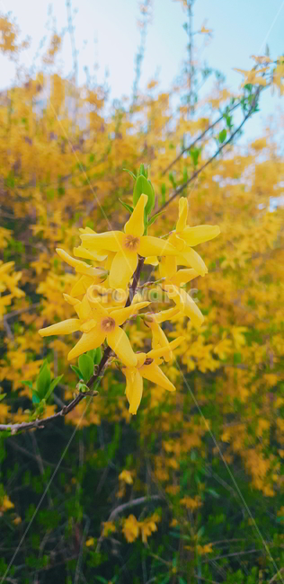 flower,꽃,노란색꽃,식물,자연,봄,spring,노란색,yellow,봄,계절,spring,season,식물,자연,plants,nature,꽃,flower,plant