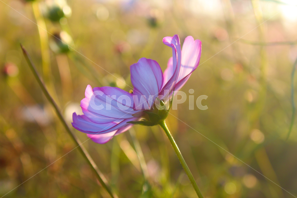코스모스,가을,꽃,flower,cosmos,자연,가을꽃,노을빛,야생화,휴식,힐링,fall,autumn,nature,가을,계절,fall,autumn,season,식물,자연,plants,nature,꽃,flower,blossom,geranium,제라늄,plant