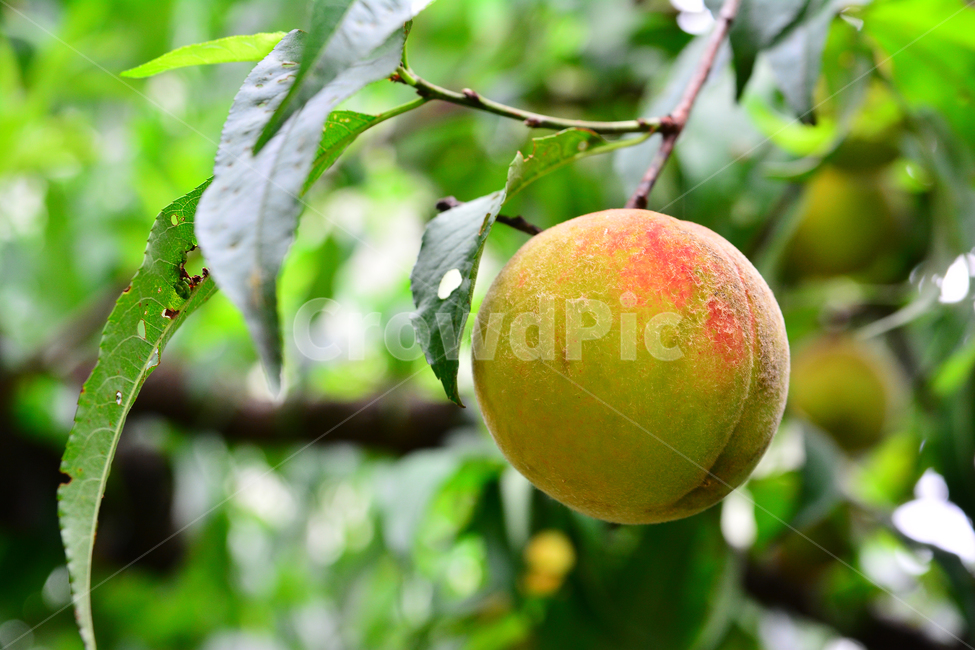 복숭아,과일,열매,달콤한,새콤한,peach,나무열매,주스,잼,통조림,황도,백도,젤리,food,음식,입맛,맛,taste,식물,자연,plants,nature,음식,식재료,요리,food,cook,meal,dishes,food reserves,과일,열매,fruit