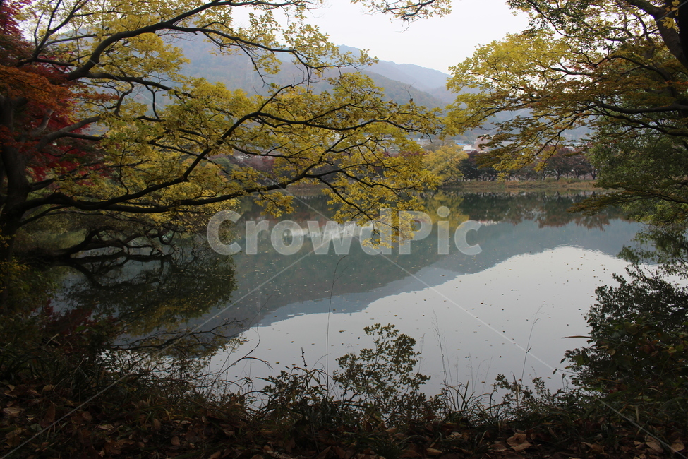 나무,가을,연못,풍경,경치,경관,fall,tree,단풍,가을,계절,fall,autumn,season