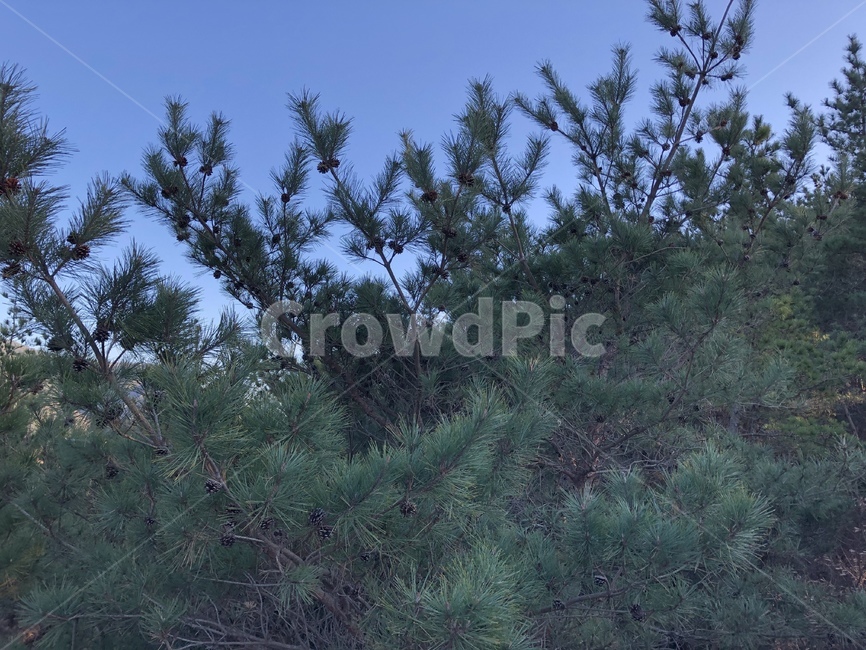 tree,나무,plant,식물,abies,conifer,구과식물,맑음,겨울,winter
