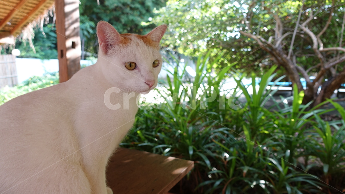 고양이,cat,냐옹이,포유류,pet,애완동물,동물,animal,흰둥이,야옹이,동물,animal,포유류,mammal,고양이,cat,kitten,kitty