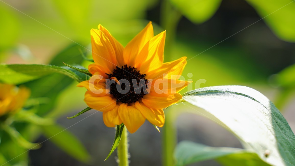 해바라기,꽃,노란꽃,식물,여름