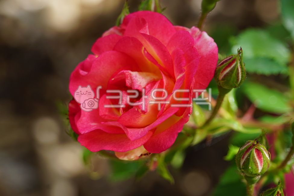 early summer,nature,In May,Rose Park,Rose,wild rose,flower,spring,spring flowers,petal,rose Festival,plant,rose,park