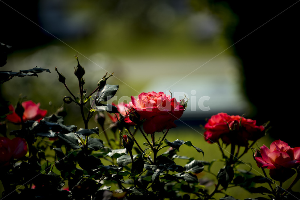 장미,식물,로즈,야생화,꽃,식물,자연,plants,nature,꽃,flower