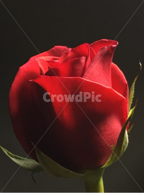 꽃,장미,장미꽃,rose,flower,식물,자연,plants,nature,꽃,flower
