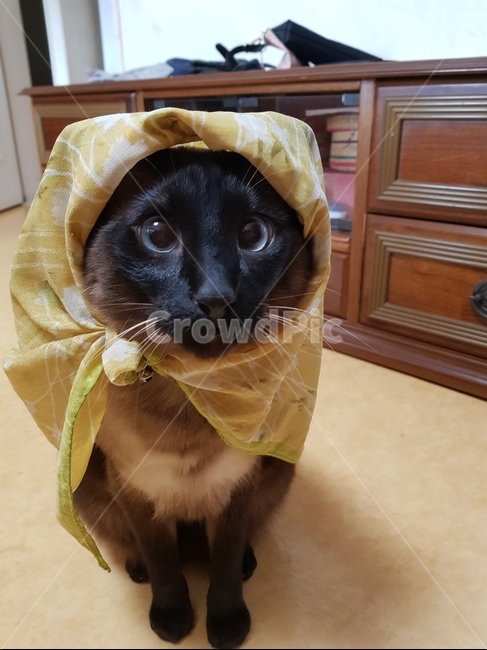 고양이,샴,샴고양이,cat,반려묘,개냥이,반려동물,동물,animal,귀여운,동물,animal,포유류,mammal,고양이,cat,kitten,kitty