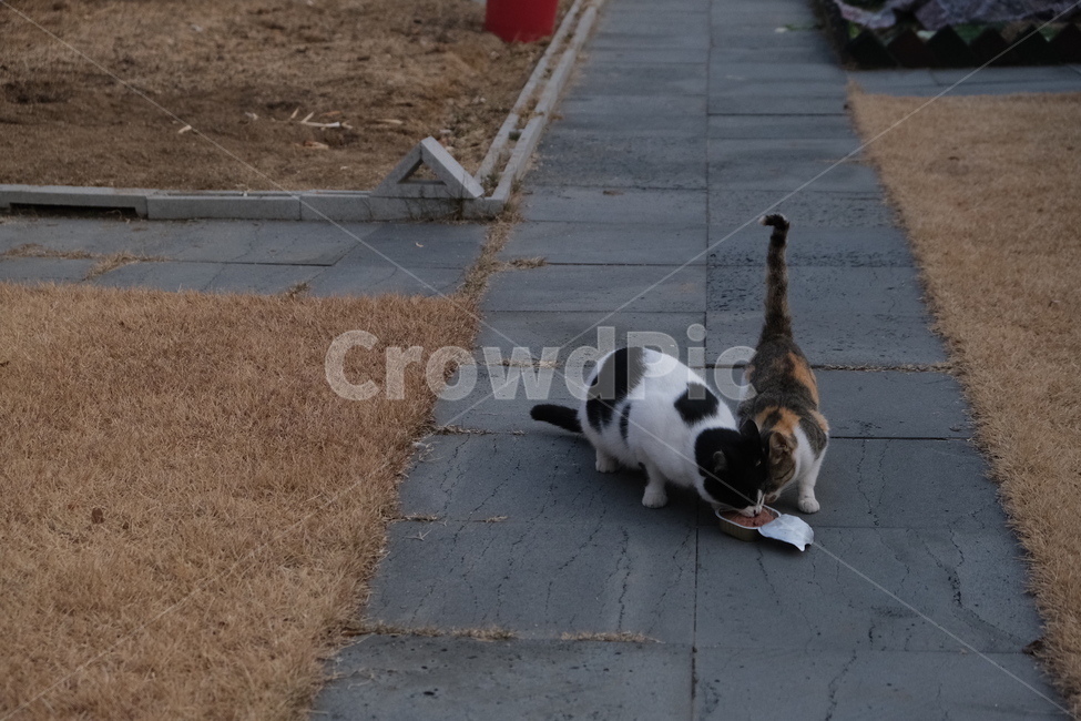stray cat,Gilnyang,cat,Samsik